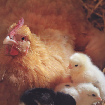 Hatching Chicks with Mother Hens