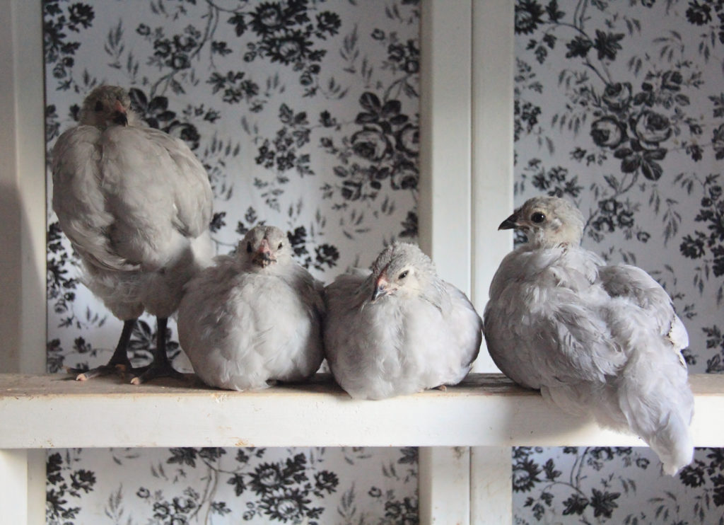 Three Little Blackbirds - Farmhouse style chicken coop