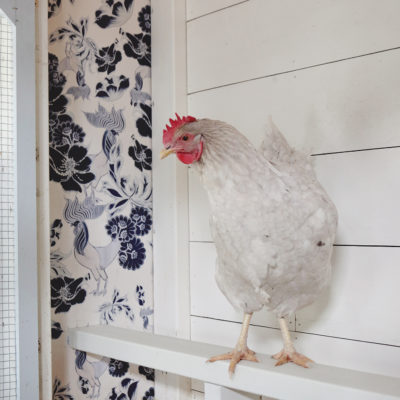 How to Wallpaper a Chicken Coop